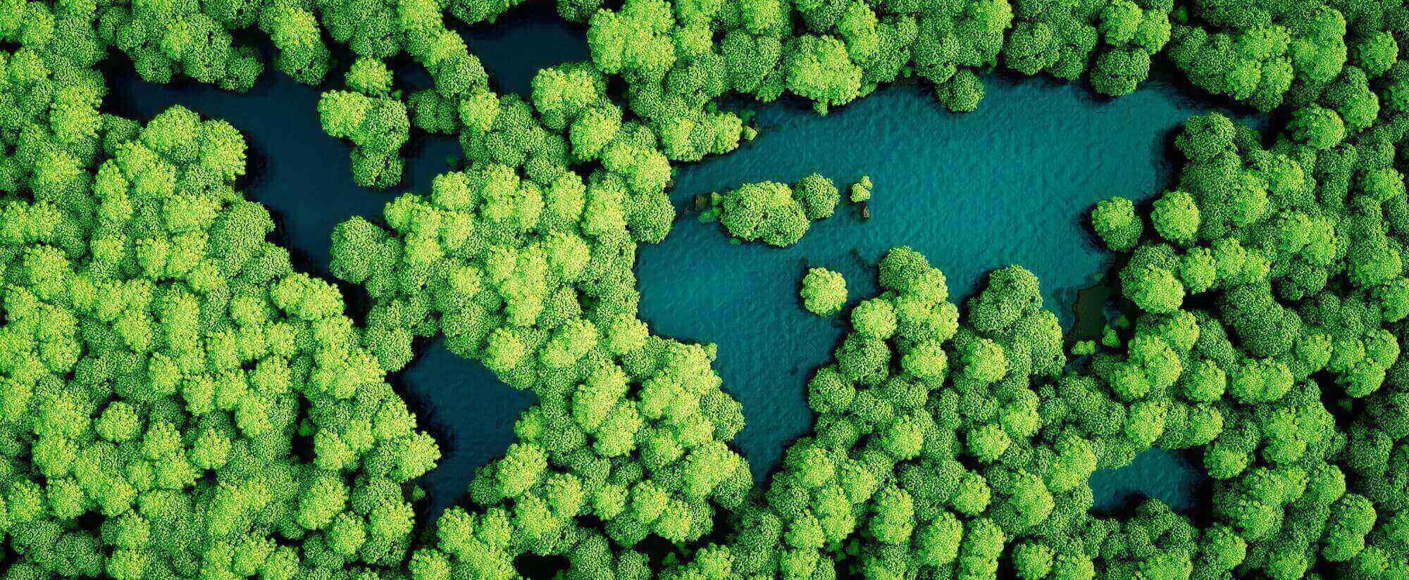 Bäume von oben aus der Vogelperspektive mit Wasser dazwischen, die aussehen wie Kontinente. 